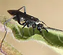Ceropales nigripes - photo 2