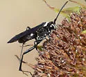 Ceropales nigripes - photo 3