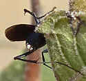 Ceropales nigripes - photo 4