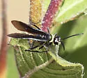 Ceropales nigripes - photo 5