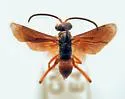 Ceropales robinsonii