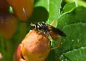 Ceropales robinsonii - photo 2