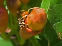 Ceropales robinsonii - photo 3