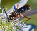Ceropales robinsonii - photo 4
