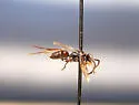 Ceropales rugata