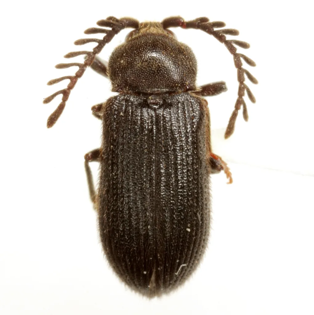 Rare Click Beetles - photo 2