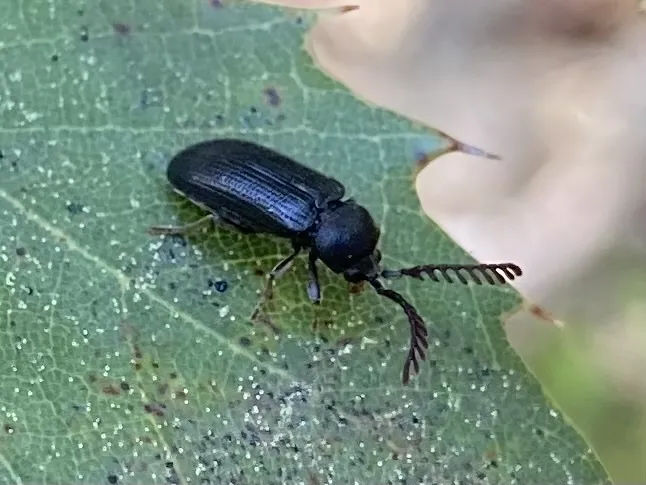 Cerophytum convexicolle