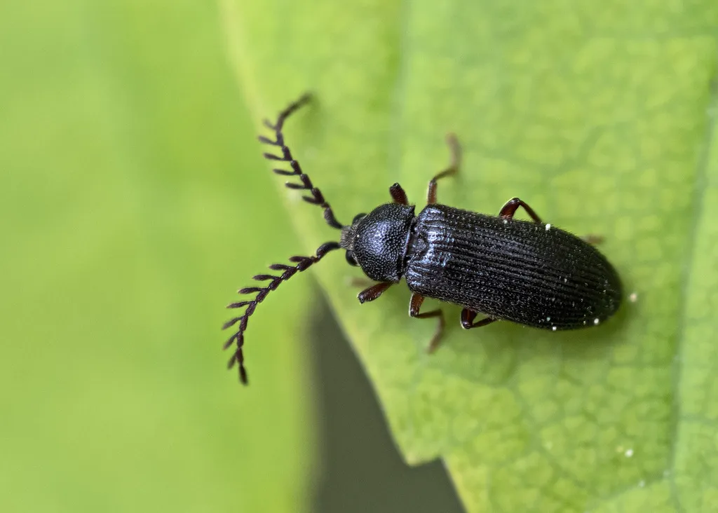Cerophytum elateroides - photo 2