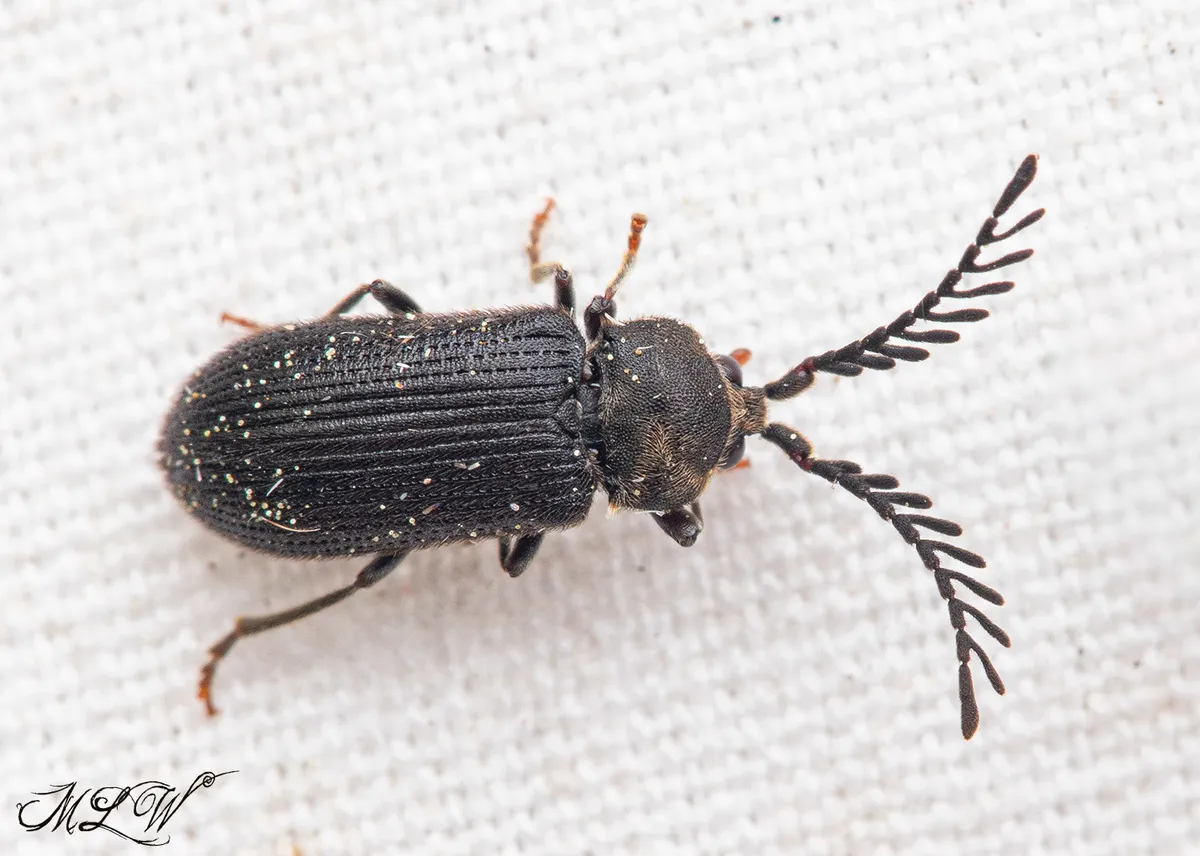 Cerophytum pulsator - photo 2