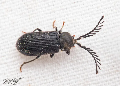 Cerophytum pulsator - photo 3