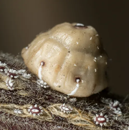 Barnacle Scale