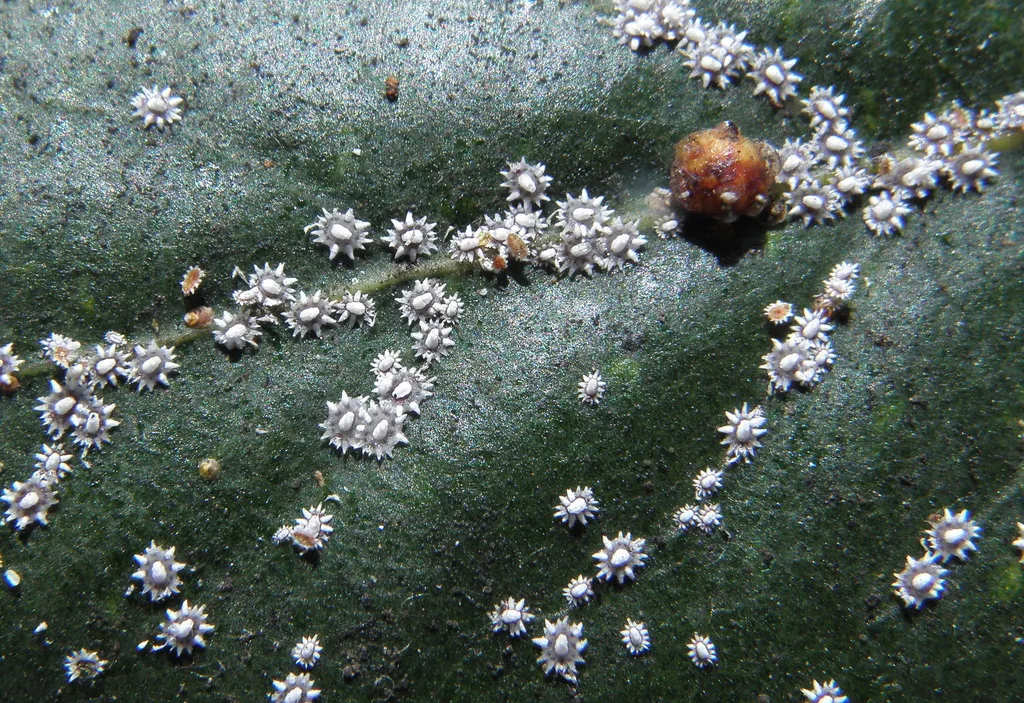 Japanese Wax Scale - photo 2