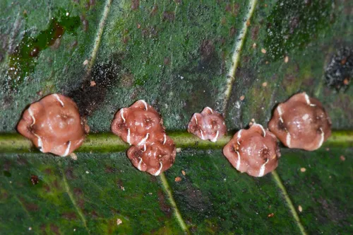 Red Wax Scale - photo 2