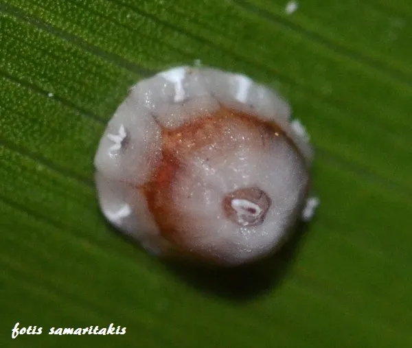 Fig Scale