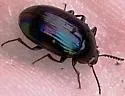 Ceropria induta - Ceropria induta