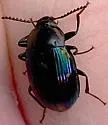 Ceropria induta - photo 2