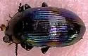 Ceropria induta - photo 3