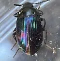 Ceropria induta - photo 4