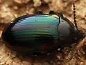 Ceropria induta - photo 5