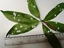 False-mastic Psylla - photo 2