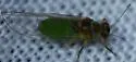 False-mastic Psylla - photo 3