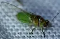 False-mastic Psylla - photo 4