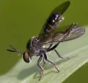 Yellow-faced Micropanther - Cerotainia macrocera