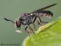 Yellow-faced Micropanther - photo 4