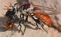 Ant-assassin Chiselmouth