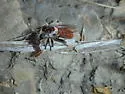 Ant-assassin Chiselmouth - photo 2