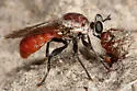 Ant-assassin Chiselmouth - photo 3