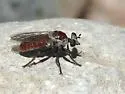 Ant-assassin Chiselmouth - photo 4