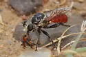 Ant-assassin Chiselmouth - photo 5