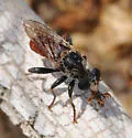 Band-legged Chiselmouth - Cerotainiops omus