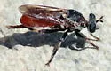 Band-legged Chiselmouth - photo 4