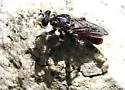 Band-legged Chiselmouth - photo 5