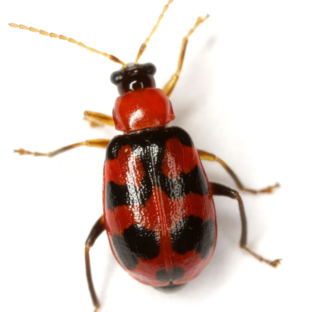 Cerotoma atrofasciata - photo 2