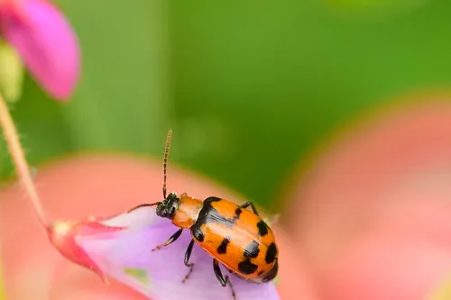 Cerotoma atrofasciata - photo 3