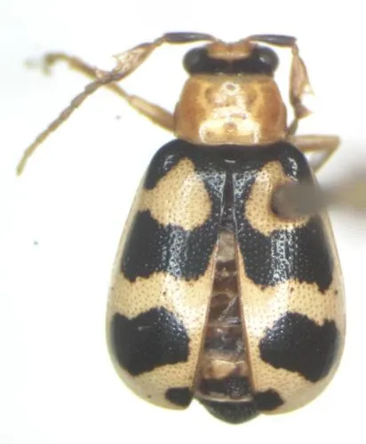 Cerotoma atrofasciata - photo 4