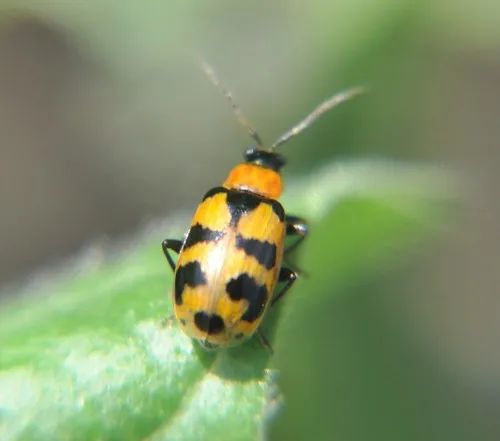 Cerotoma atrofasciata - photo 5