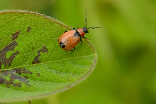 Cerotoma atrofasciata - photo 6