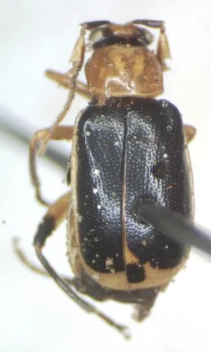 Cerotoma atrofasciata - photo 7