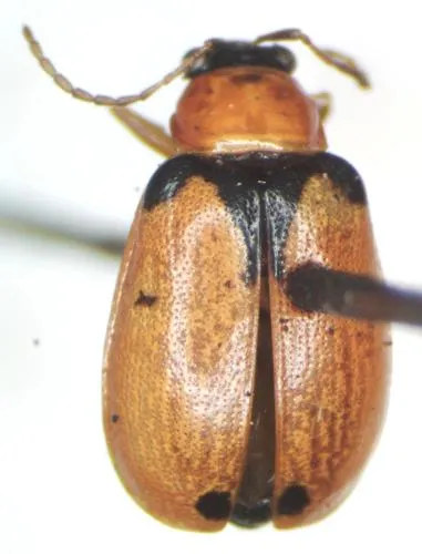 Cerotoma atrofasciata - photo 8