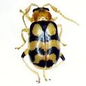 Cerotoma ruficornis