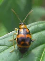 Cerotoma ruficornis - photo 2