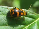 Cerotoma ruficornis - photo 3