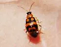 Cerotoma ruficornis - photo 4