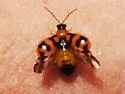 Cerotoma ruficornis - photo 5