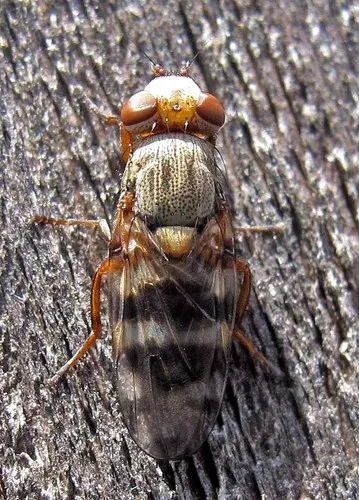 Ceroxys latiusculus - photo 3