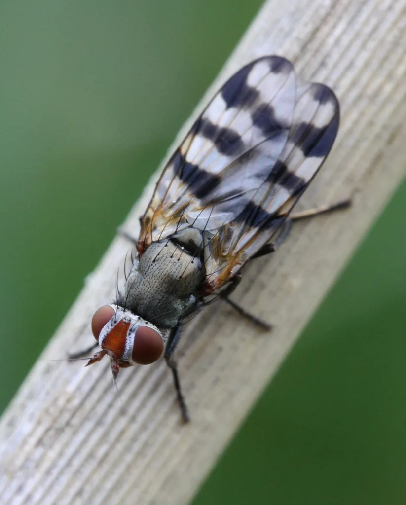 Band-winged Wingwaver - photo 2